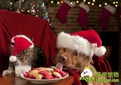 如何正确量出狗狗的尺寸