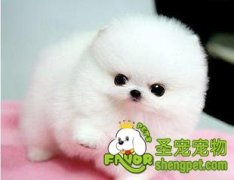 选狗狗时的要点