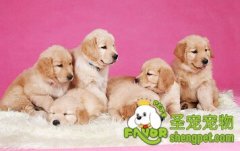 金毛狗狗的美容步骤