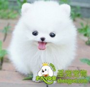 给博美洗澡需要注意什么