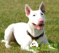 给牛头梗美容的方法