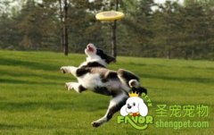 训练狗狗的语气