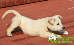 如何训练狗狗改变胆小的性格