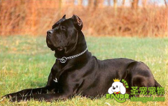 意大利卡斯罗犬AKC标准