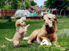 狗狗生产后喂食、身体和生活上如何照顾