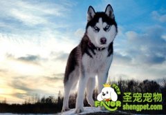 宠物医院给狗狗做B超需要多少钱