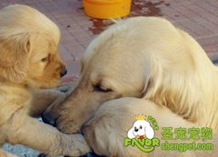 出生20天以内的幼犬照顾重点