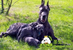 大丹犬怎么训练