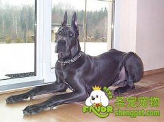 大丹犬在训练上有哪些优势