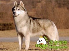 如何培养狗狗的好性格