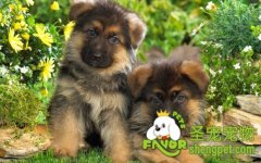 训练良好的狗狗有什么好处