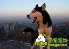 怎么理解狗的吠叫