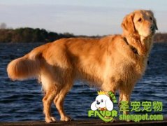 金毛狗狗训练的要点