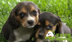 对于犬的六项测试