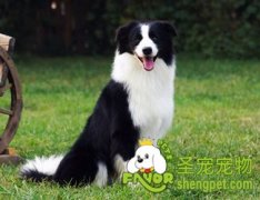 如何治疗狗狗肛门周围长疙瘩