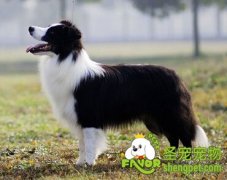 护卫犬有哪些标准