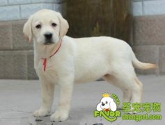 小狗狗日常生活照顾重点