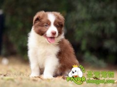 小狗狗的营养补品需要