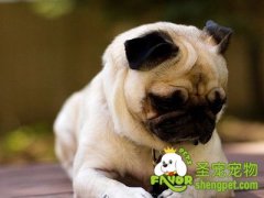 给狗狗更换新饲料的注意事项