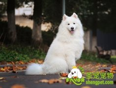 如何买到安全的狗狗营养品