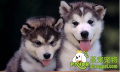 给狗狗洗澡需要注意什么