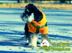 怎么选择狗狗的沐浴露