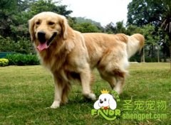 狗狗经常锻炼的好处