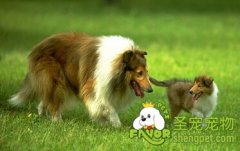 狗狗为什么会发胖