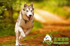 如何避免狗狗的体臭