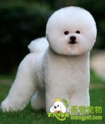 护理比熊犬的十个步骤