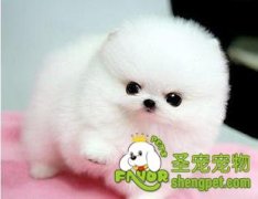 宠物狗狗的爪子需要精心护理