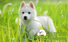 新买的小狗需要注意什么