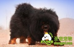 藏獒的训练方法