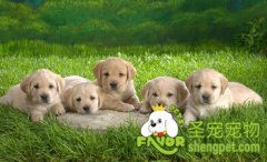 狗狗能不能吃咸的食物