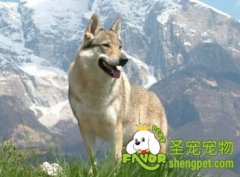 怎么培养狗狗的性格