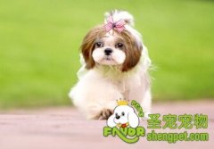 日常怎么护理狗狗