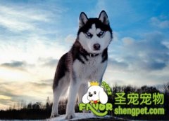 狗狗身体健康的体检表