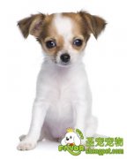 怎么轻松的使用牵狗绳