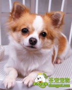 带宠物狗春游需要注意什么