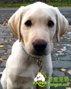 金毛犬有哪些性格特点