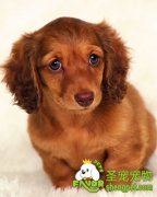 给宠物狗吃狗粮有哪些好处