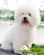 贵宾犬与比熊犬的区别