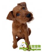 如何接近陌生的宠物狗