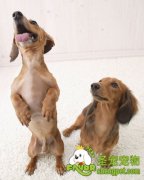 从宠物狗的状态鉴别是否健康