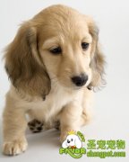 宠物狗在打疫苗时那些是错误的