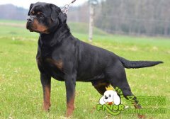 开始训练狗狗的准备事项