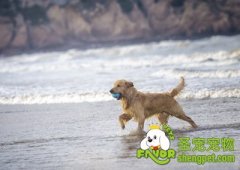 训练狗狗与小孩接触的方法