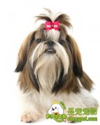 萨摩耶与银狐犬的区别在哪里