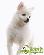 母犬产后该如何护理