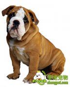 宠物狗日常需要的营养成分